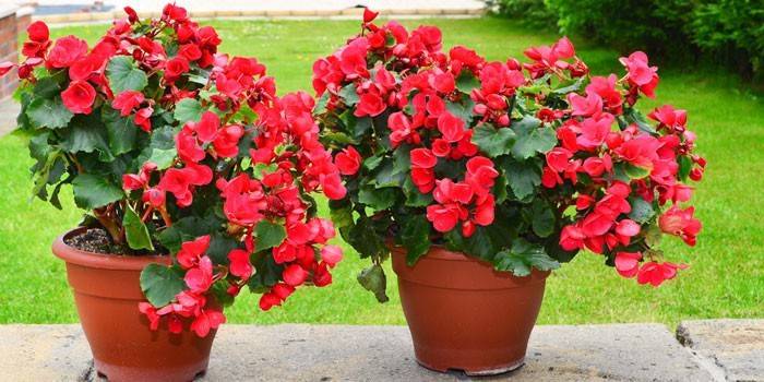 Begonia Busha
