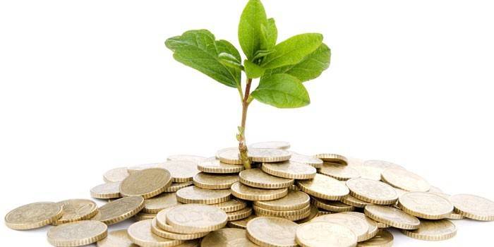 Moedas e planta