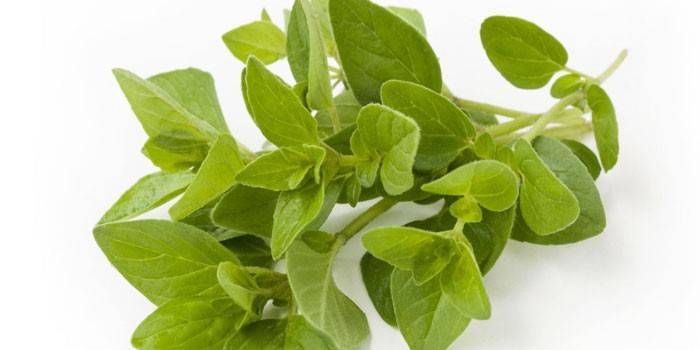 Svieža, oregano