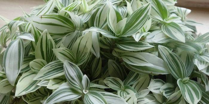 Tradescantia indoor