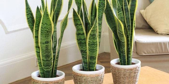 Sansevieria v kvetináčoch