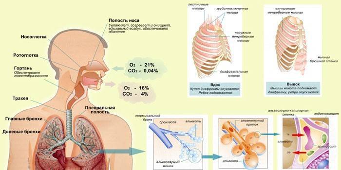 Sistema respiratório humano