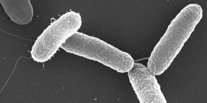 Bakterie Salmonellosis