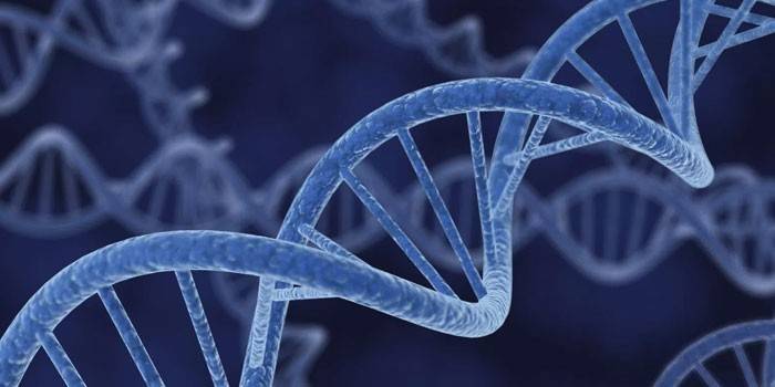 DNA molekuly