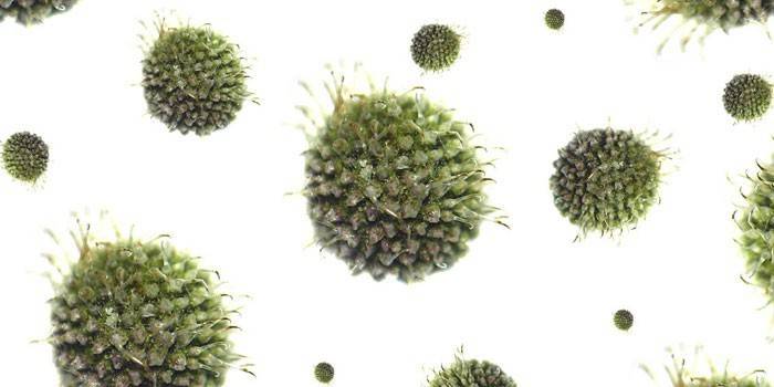 Virus del herpes bajo el microscopio.