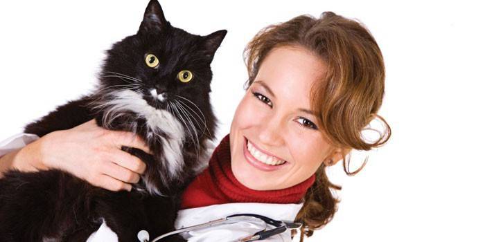 Veterinário detém um gato nos braços
