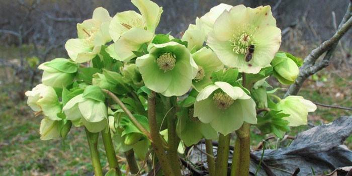 Kvitnúce kaukazský hellebore