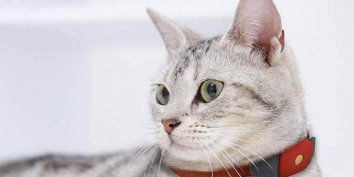 Gato em uma coleira com um rastreador