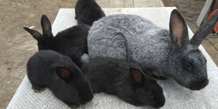Coelhos