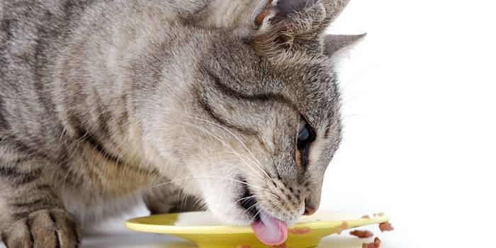 Gato lame un plato