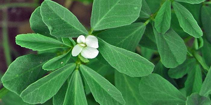 Fenugreek de grama