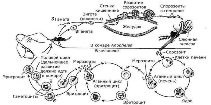 Diagrama do Ciclo de Vida do Plasmodium da Malária