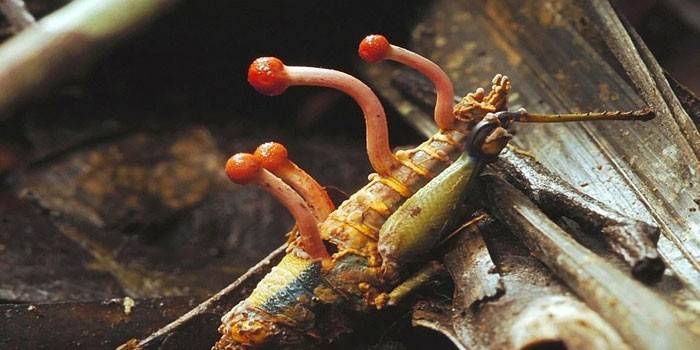 Cordyceps de cogumelos