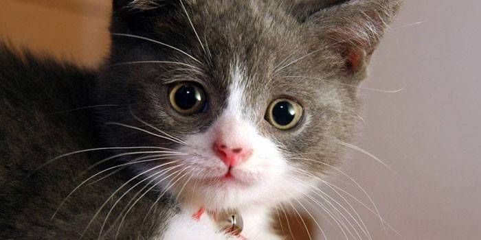 Gatinho