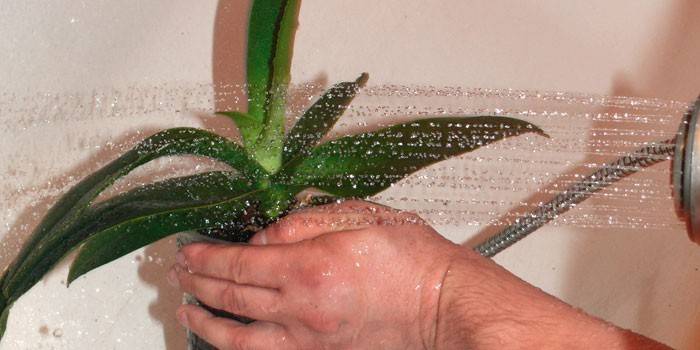 Orchidea pod prysznicem