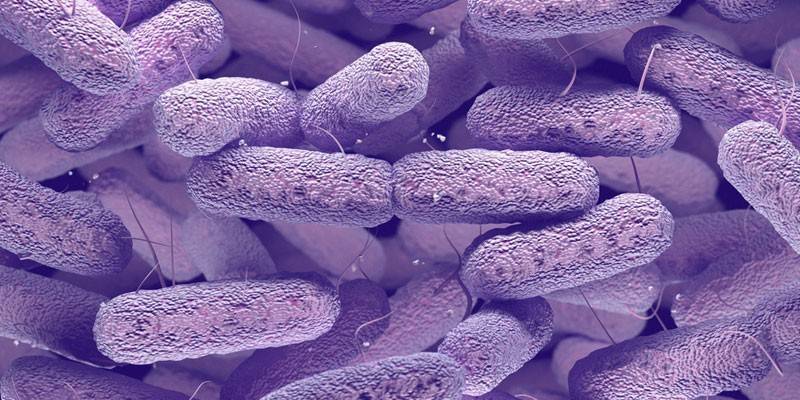 Bactérias Streptococcus