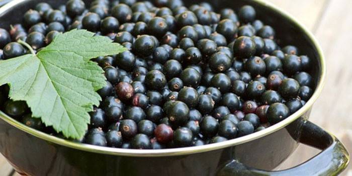 Bayas de grosella negra