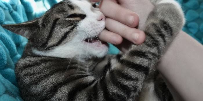 Gato muerde bebé