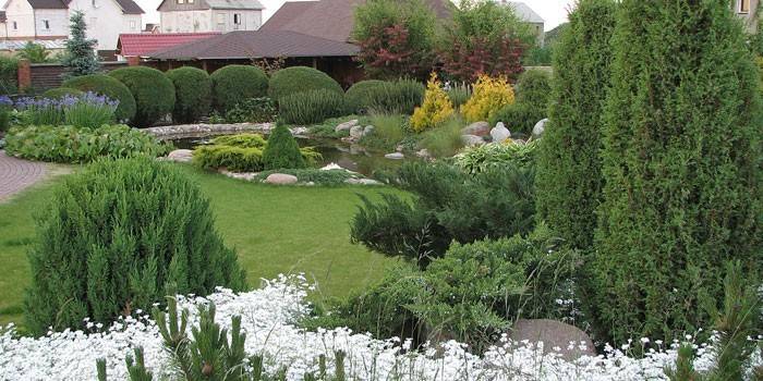 Piękny park z cisami i krzewami