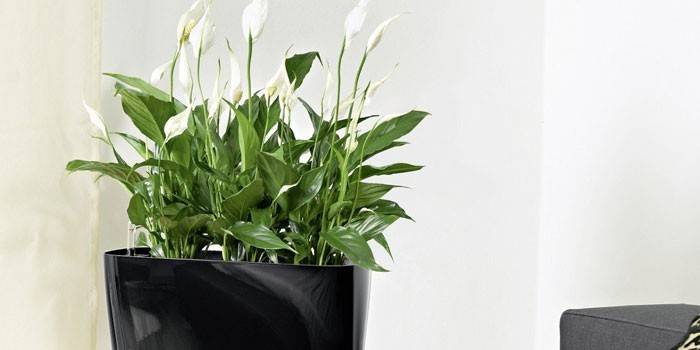 Spathiphyllum w doniczce