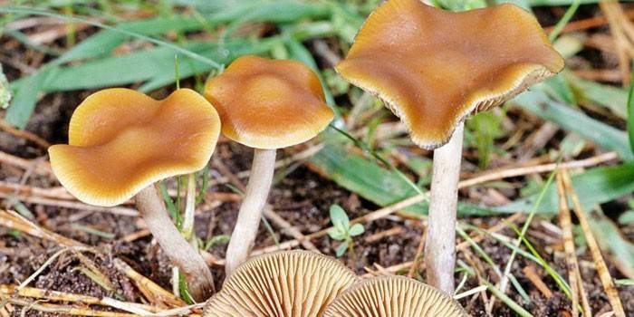 Cabeça sulfúrica de cogumelo na floresta