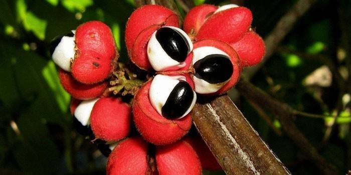 Bagas de Castanha Líquida