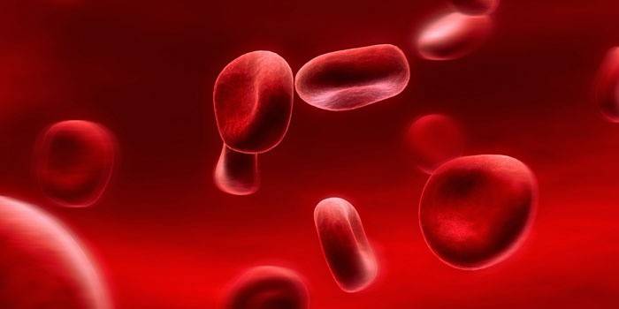 Linfócitos do sangue