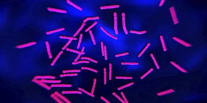 Bactérias sob o microscópio