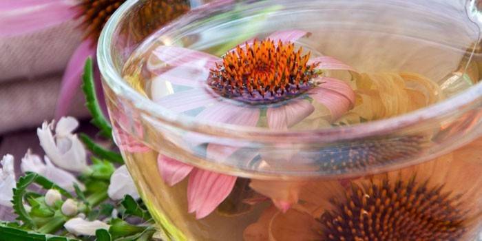 Echinacea čaj v šálke