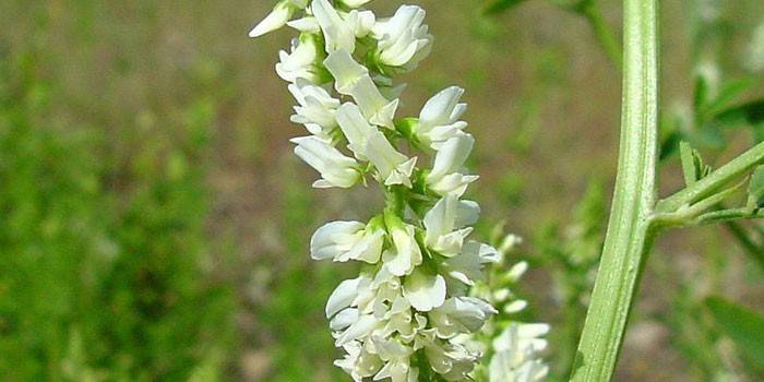 Blooming trevo branco