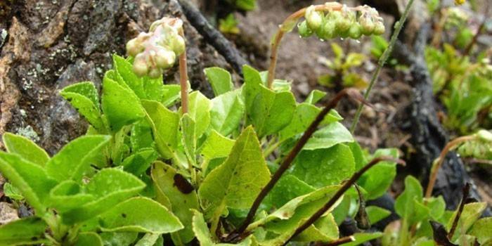 Macica Sosnowa