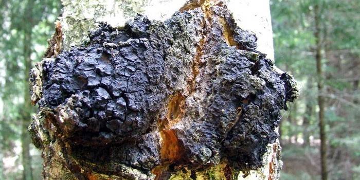 Cogumelo de Chaga em um vidoeiro