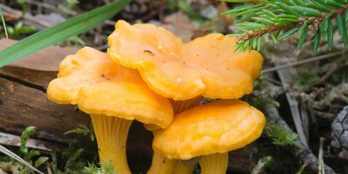 Cogumelos chanterelle