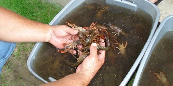 Pequeño cangrejo de río en recipientes de plástico