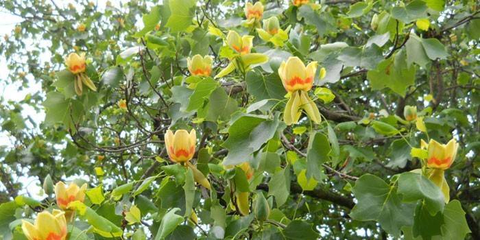 Tulipan Lyriodendron Kwiaty