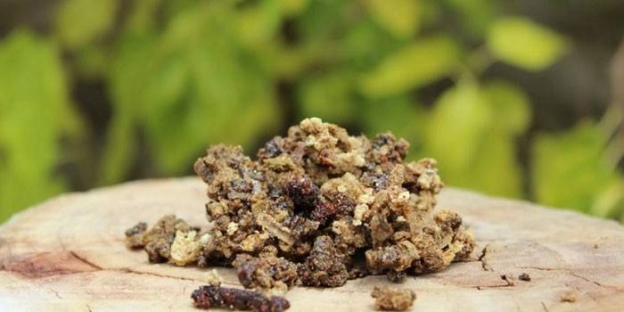 Propolis na pniu
