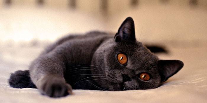Gato encontra-se na cama