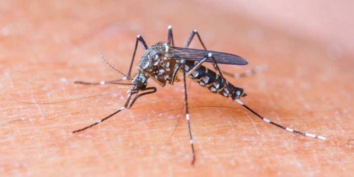 Mosquito na pele