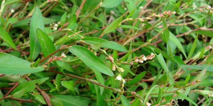 Planta De Pimenta De Água