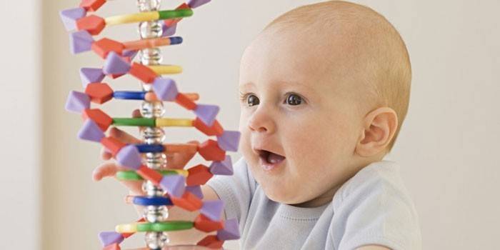 Uma criança pequena e uma molécula de DNA de um construtor