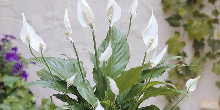 Kwiat Spathiphyllum