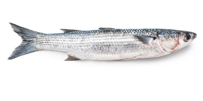 Mullet