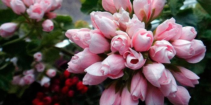 Tulipan Pelargonium