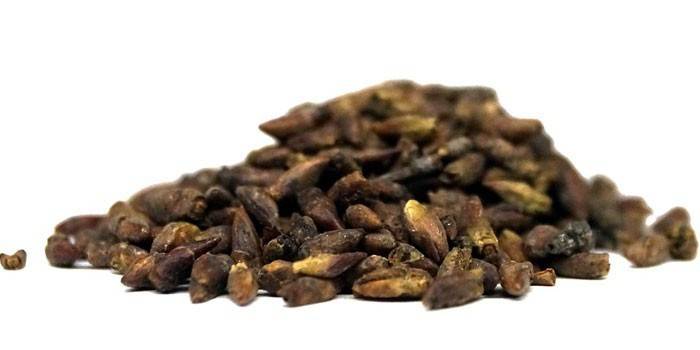 Brotes de abedul