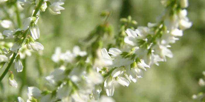 Flores de trevo branco