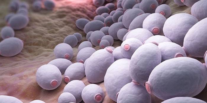 Grzybnia rzekoma pod mikroskopem