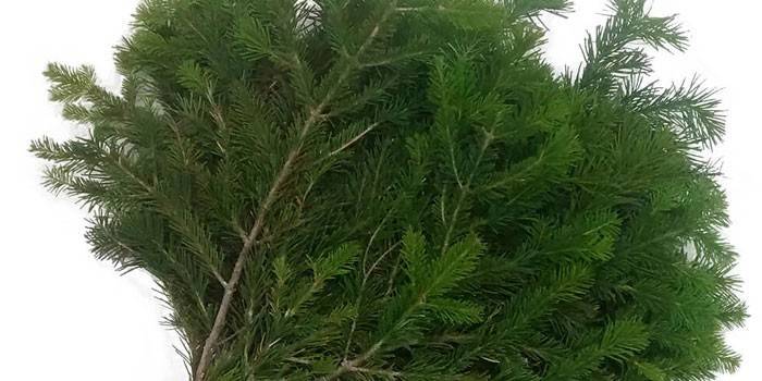 Pine Fern
