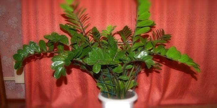 Interiérové ​​kvetinové Zamioculcas