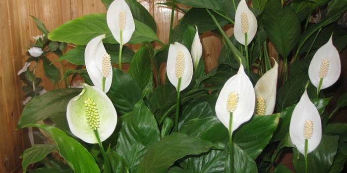 Spathiphyllum desabrochando