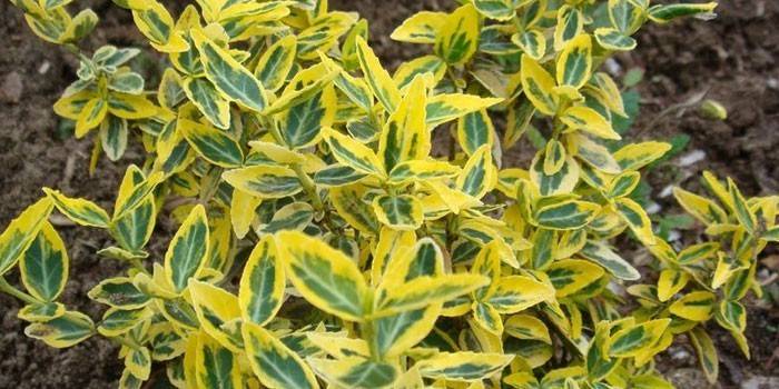 Fortuna euonymus